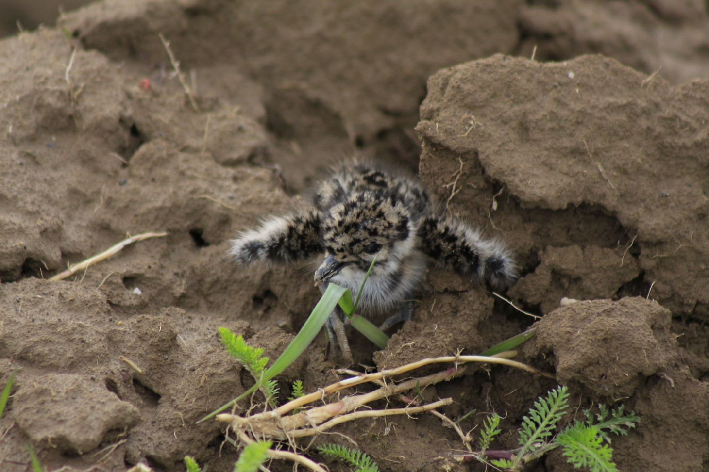 Проекту Птицы России 0.0000000007 лет