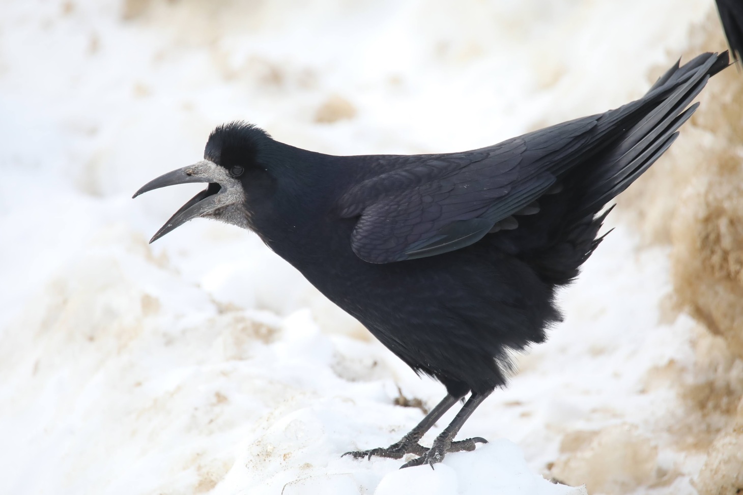 Сотый вид на портале