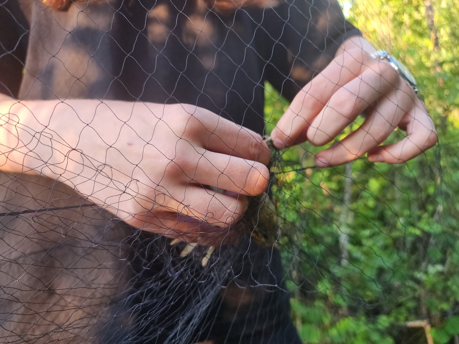 901 заседание Дементьевского орнитологического семинара