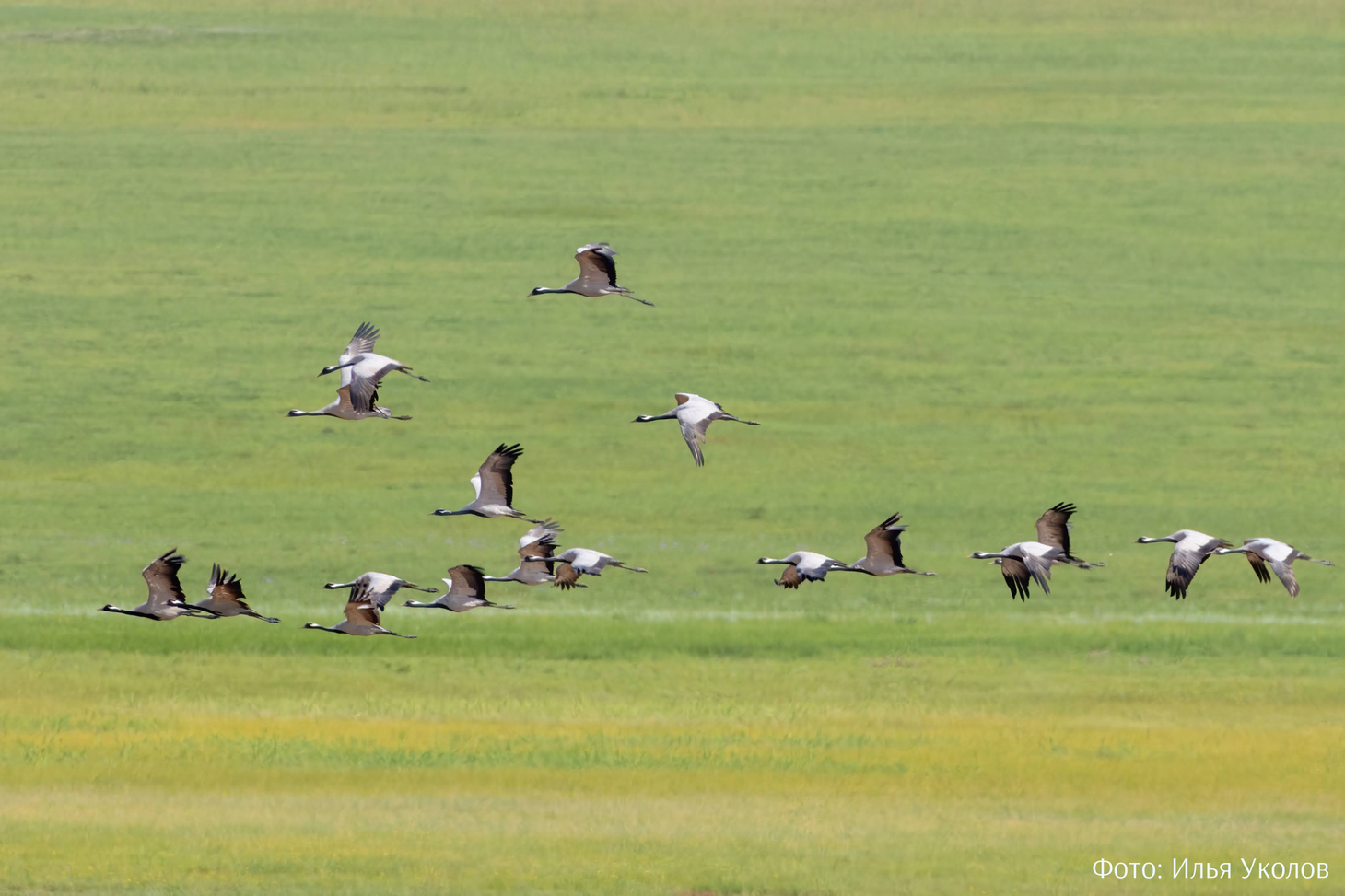 896 заседание Орнитологического семинара
